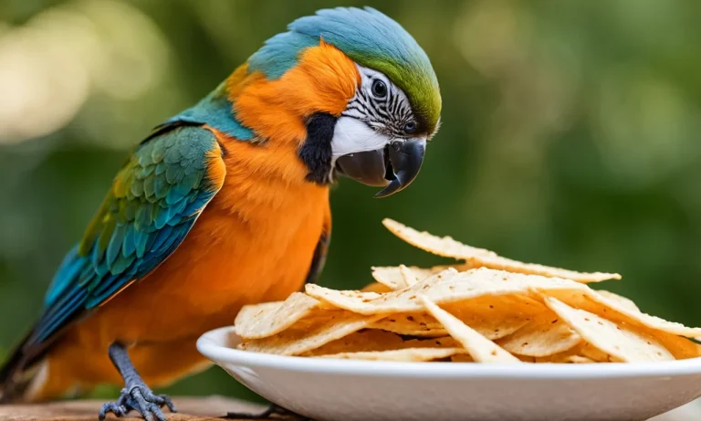 Can Birds Eat Tortilla Chips? Everything You Need To Know