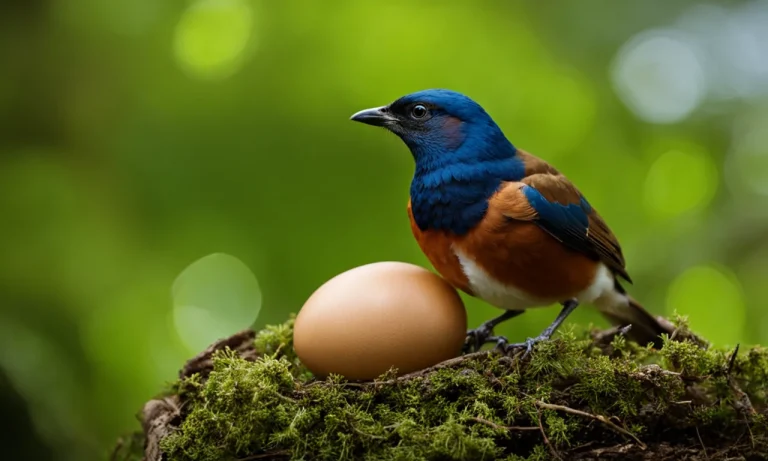 Can Birds Lay Eggs Without Mating?