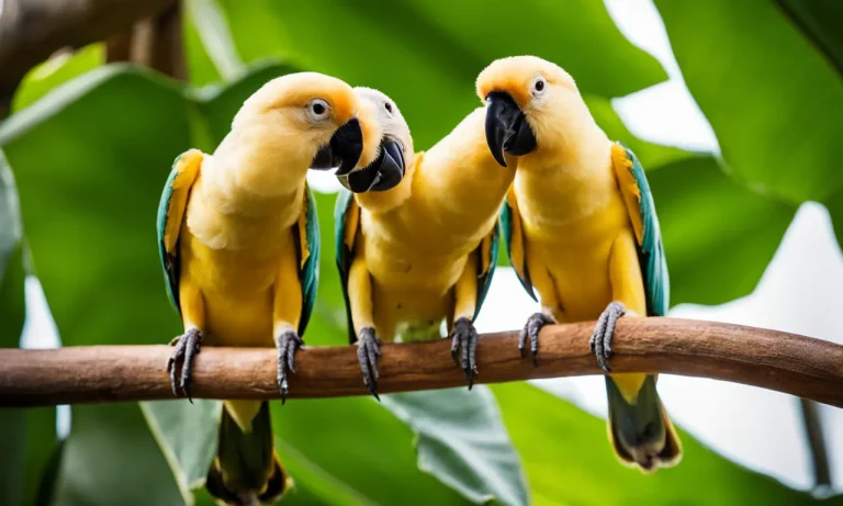 Can Lovebirds Eat Bananas?