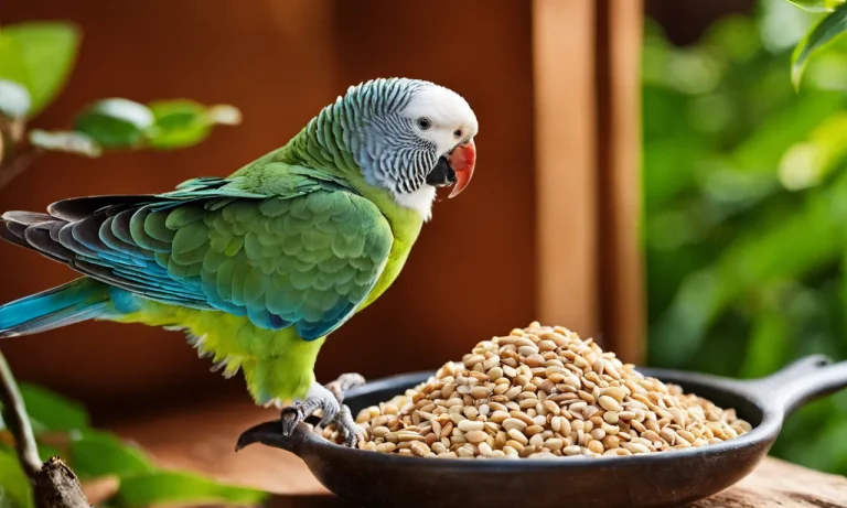 Can Parakeets Eat Wild Bird Food?