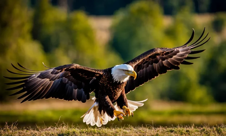 Can You Eat A Bald Eagle? Legality, Safety, And Implications