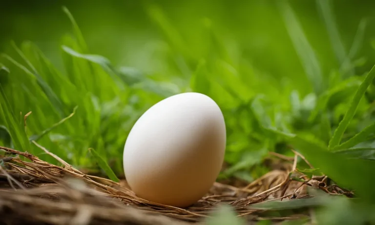 Can You Eat Bird Eggs? A Guide To Safely Consuming Eggs