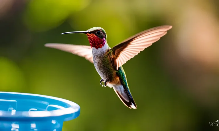 Can You Have A Hummingbird As A Pet? A Look At The Possibilities