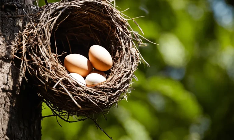 Can You Move A Bird’S Nest? What You Should Know
