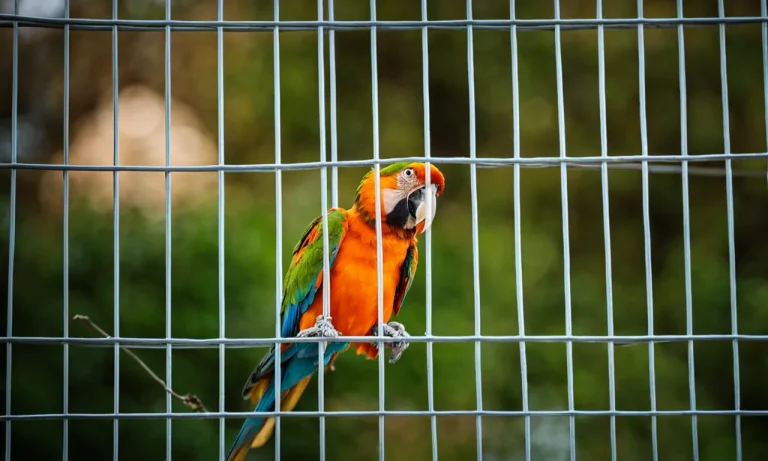 Should You Cover Your Bird’S Cage At Night?