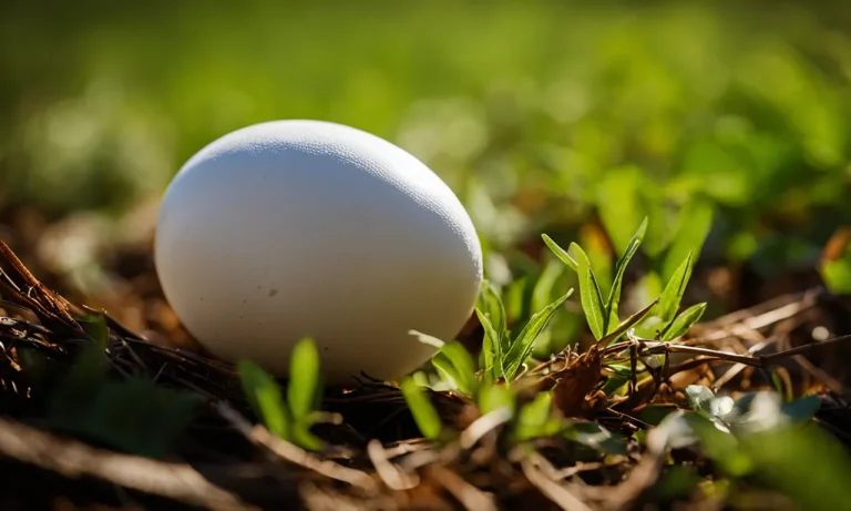 Do All Birds Lay Unfertilized Eggs?