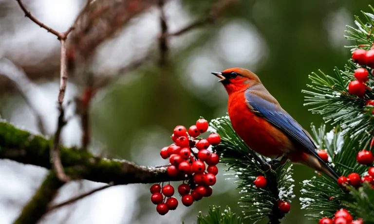 Do Birds Eat Holly Berries?