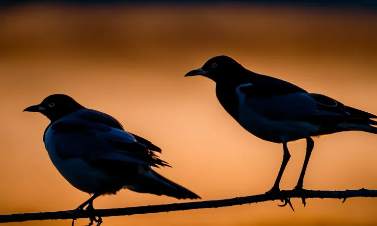 Do Birds Migrate At Night? The Science Behind Their Nocturnal Journeys