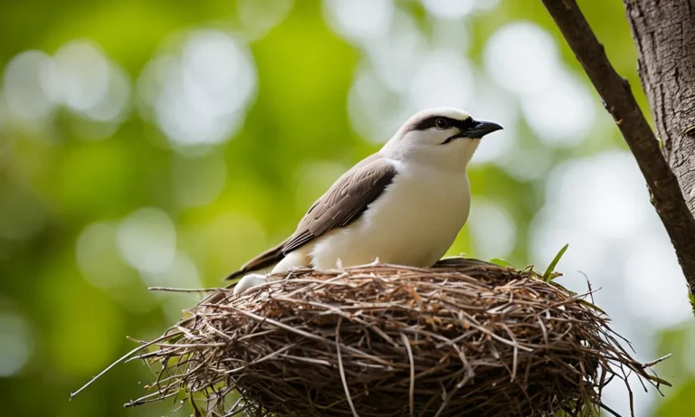Do Birds Move Their Eggs? A Look At Avian Nesting Behaviors