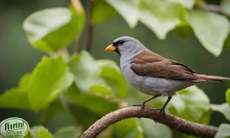 Do Coffee Grounds Hurt Birds? Assessing The Safety And Risks Of Coffee Grounds For Birds