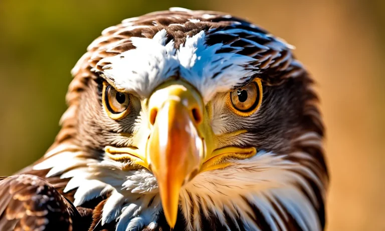 Do Eagles Eat Other Birds? Analyzing The Prey And Hunting Habits Of Eagles