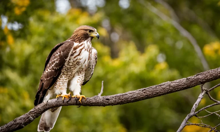 Do Hawks Eat Small Birds? A Detailed Look At Hawk Feeding Habits