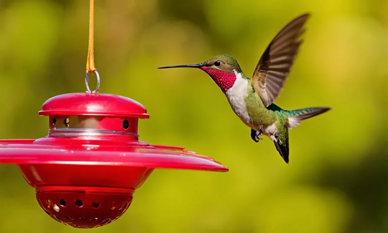 Do Hummingbirds Use Bird Houses? A Look At Hummingbird Nesting