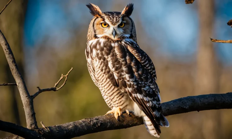 Do Owls Eat Other Birds? Exploring The Diets Of Different Owl Species