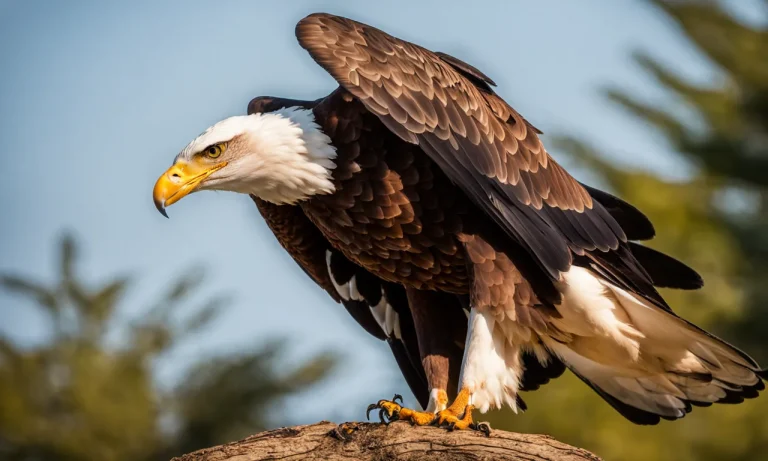 Fish Eagle Vs Bald Eagle: Comparing Two Powerful Bird Of Prey