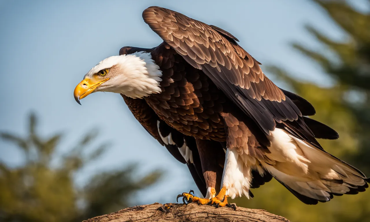 Bald eagle, Size, Habitat, Diet, & Facts