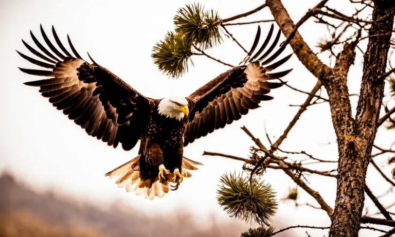 Golden Eagle Vs Bald Eagle: Key Differences Explained