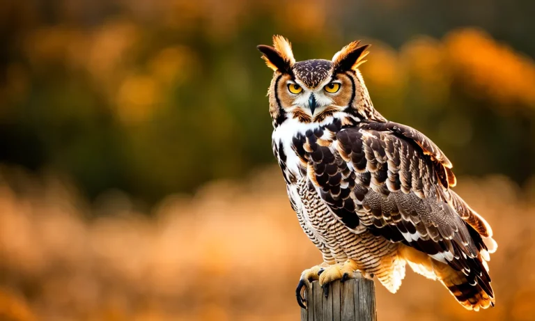 Great Horned Owl Vs. Bald Eagle: How Do These Iconic Birds Of Prey Compare?