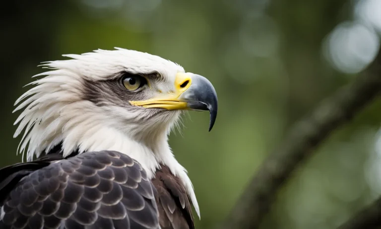 Harpy Eagle Vs. Bald Eagle: Comparing Sizes Of These Powerful Birds Of Prey