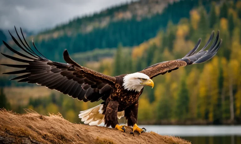 How Long Can Eagles Stay Airborne?