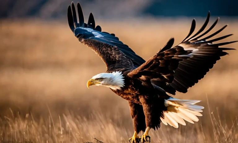 How Much Weight Can An Eagle Carry? A Look At Their Powerful Grip