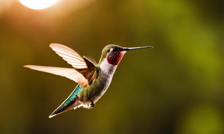 How To Safely Remove A Hummingbird From Your Garage