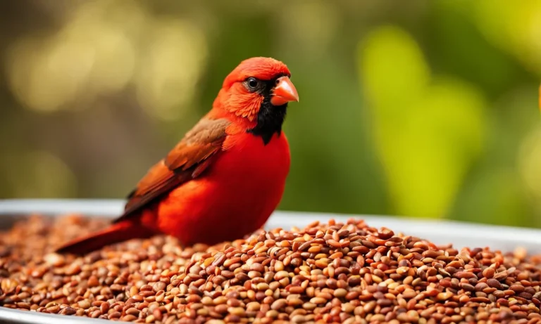 Making Hot Pepper Bird Seed: A Step-By-Step Guide