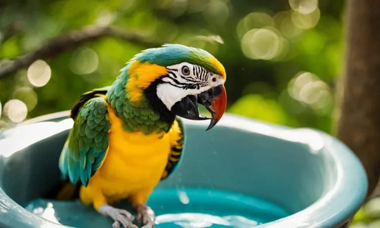 How To Wash Any Type Of Bird: A Detailed Guide