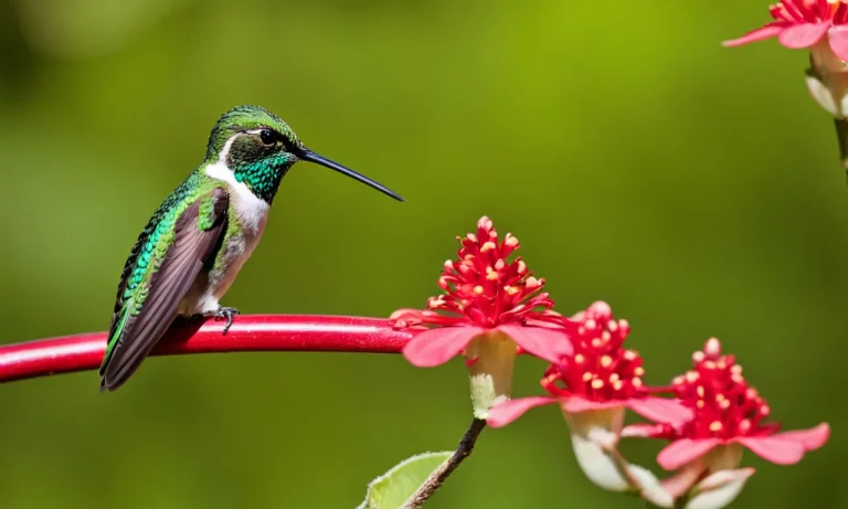 Insects That Can Easily Be Mistaken For Hummingbirds