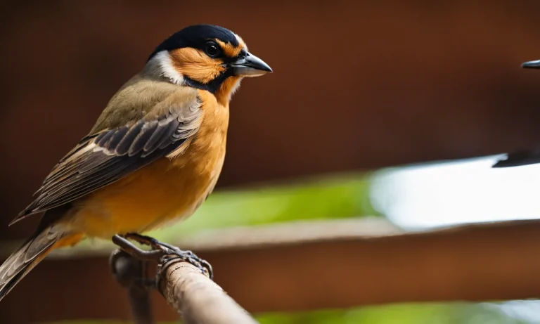 12 Tips To Keep Birds Out Of Your Garage For Good