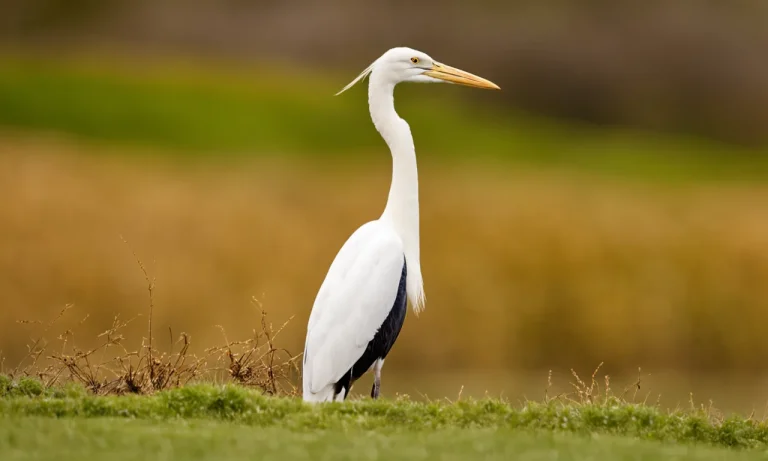 5 Large Birds With White Chests You May See In Your Backyard