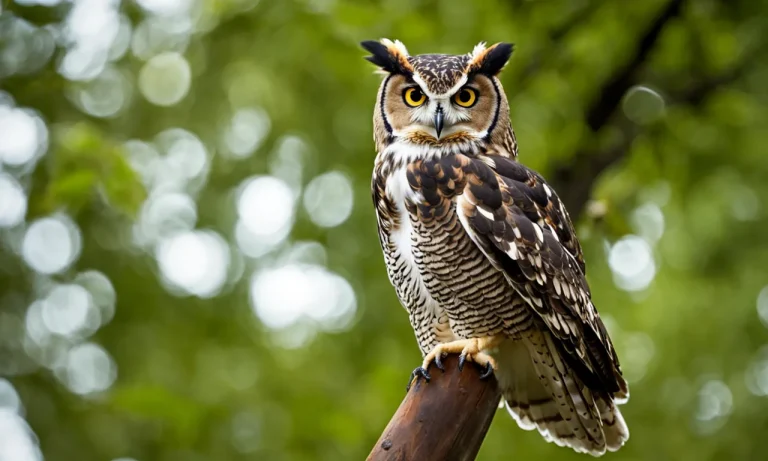 Do Plastic Owls Really Keep Birds Away? A Detailed Guide