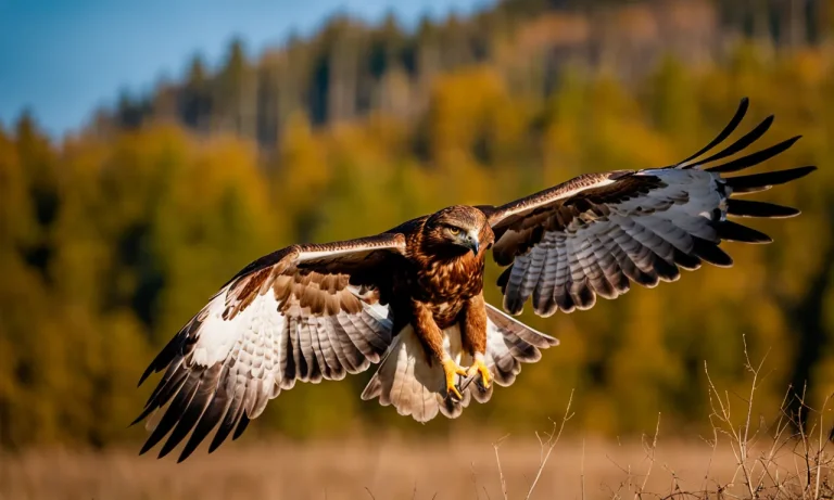 Red-Tailed Hawk Vs. Golden Eagle: A Detailed Comparison