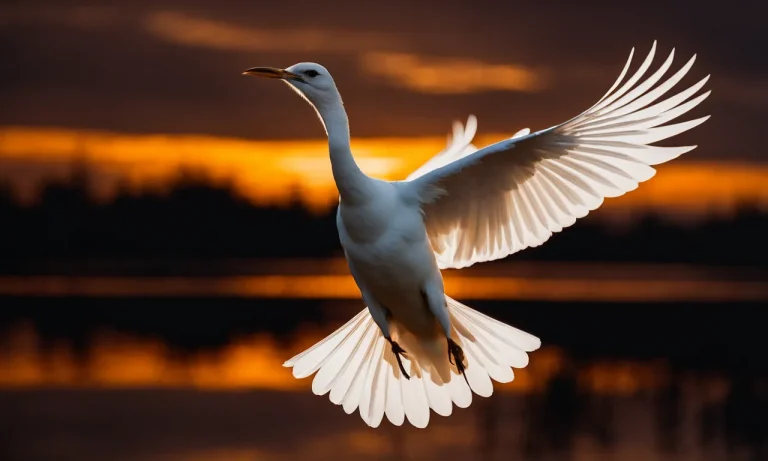 The Symbolism And Meaning Of A White Bird Flying At Night
