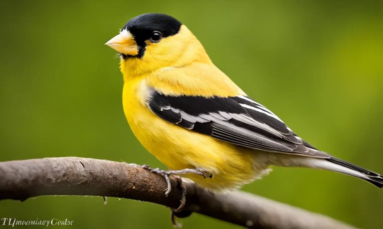 What Is The Small Yellow Bird With Black Wings?