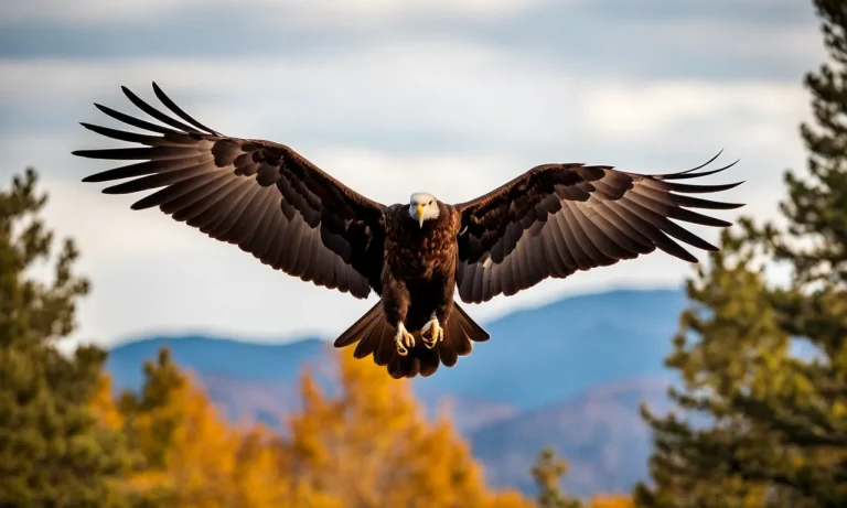 Turkey Vulture Wingspan Vs. Bald Eagle: Comparing Raptor Wingspans