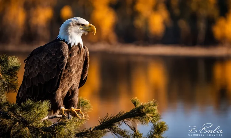 What Eats A Bald Eagle? A Look At The Predators Of America’S National Symbol