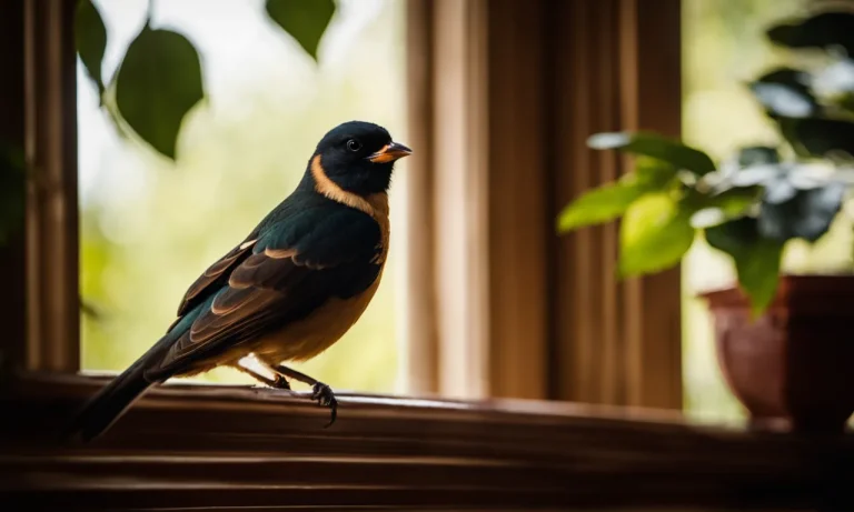 What Does It Mean When A Bird Flies Into Your House?