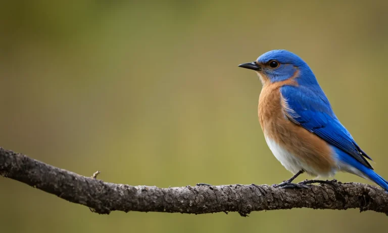 Which Bird Is Considered A Symbol Of Good Luck?