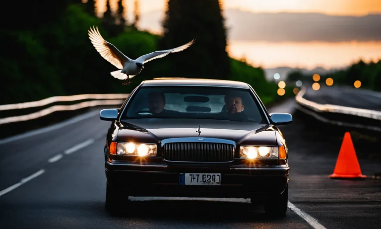 Why Do Birds Fly In Front Of Cars?