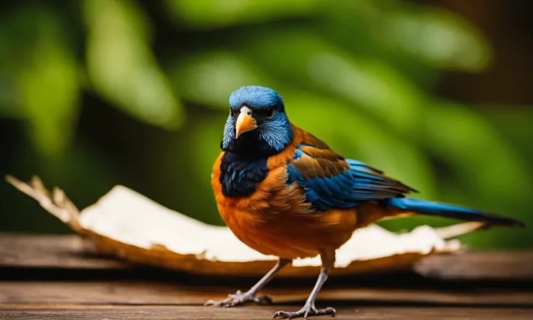Why Do Birds Put Paper In Their Feathers? Uncovering This Puzzling Behavior