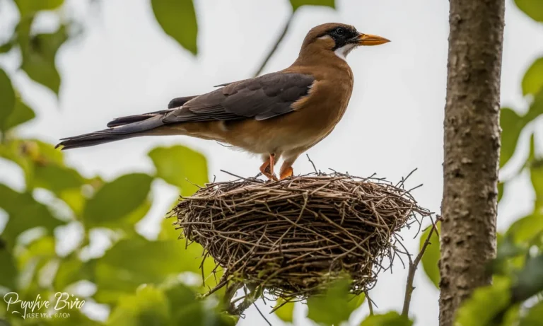 Will Birds Attack If You Go Near Their Nest?